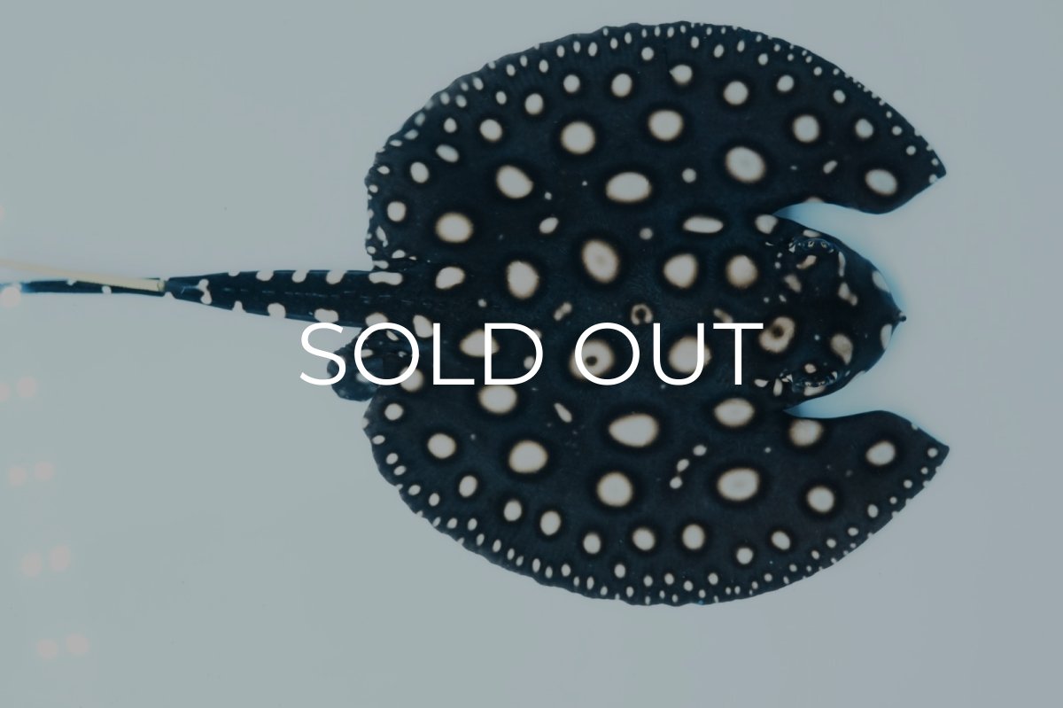 画像2: バットマンスティングレイ NO.4 (2)