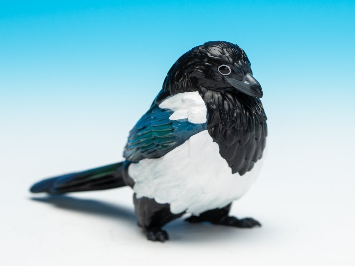 画像5: カササギ (5)