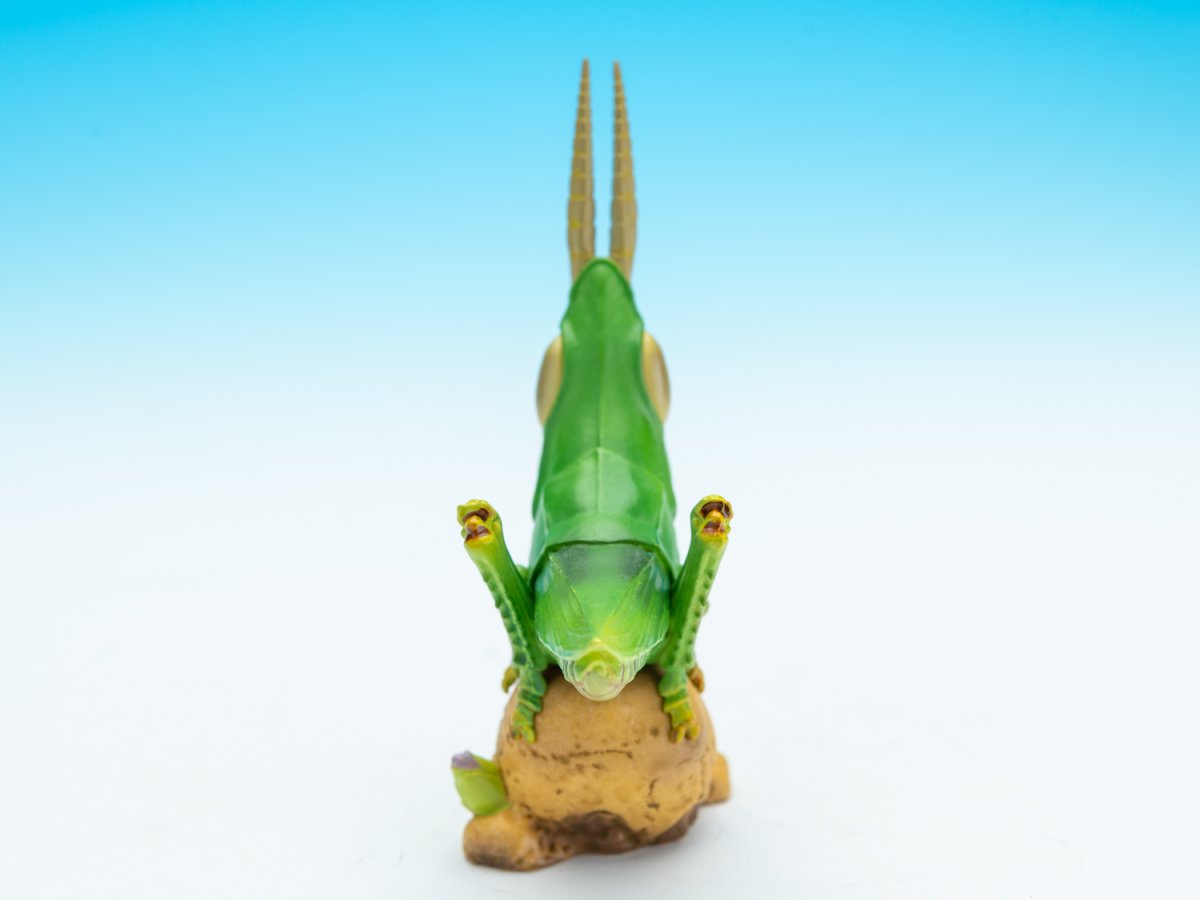 画像4: ショウリョウバッタ【動画あり】 (4)