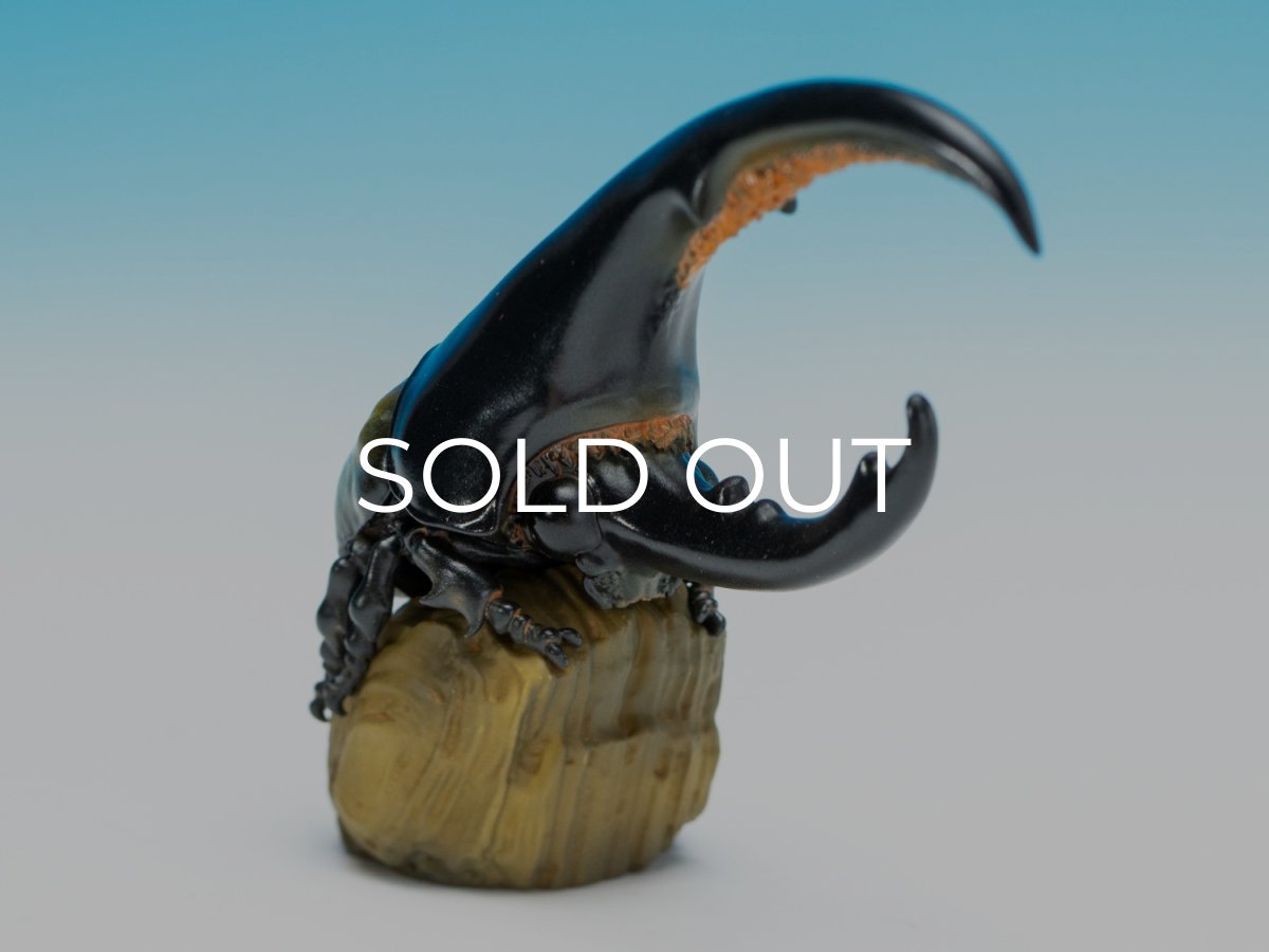 画像2: ヘラクレスオオカブト（黄） (2)