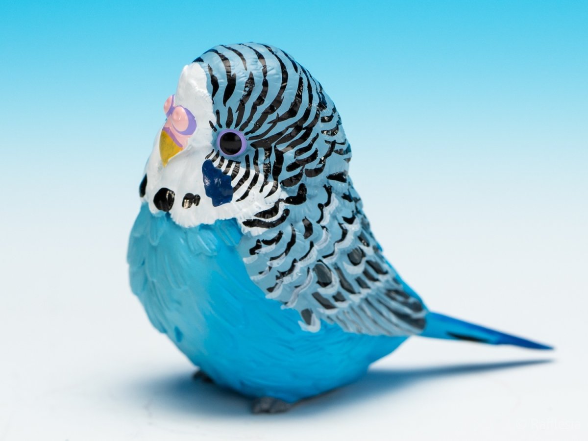 画像6: セキセイインコ（青） (6)