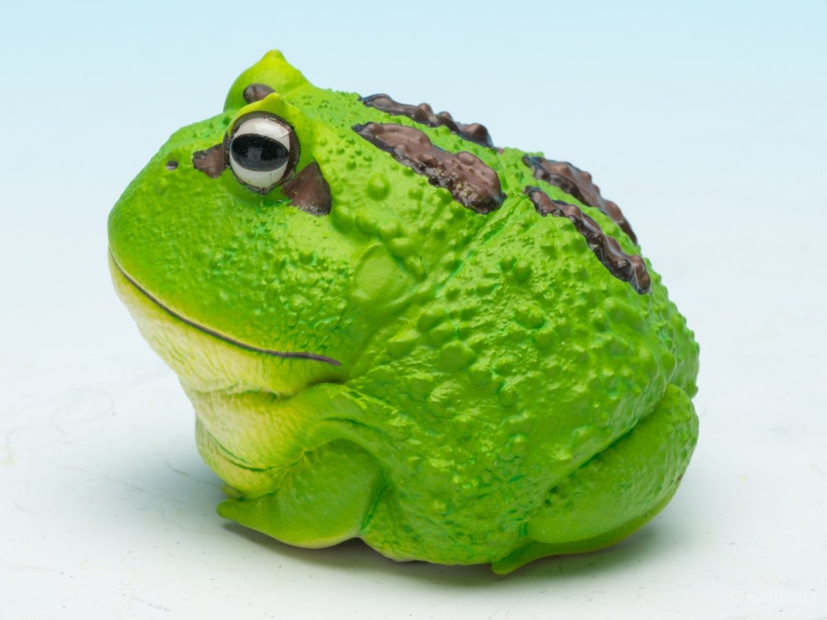 画像5: クラウンウェルツノガエル（宇治抹茶） (5)