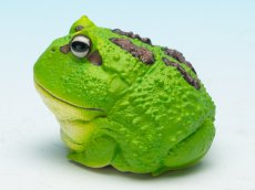 画像5: クラウンウェルツノガエル（宇治抹茶） (5)