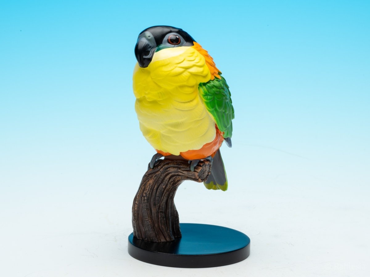 画像3: ズグロシロハラインコ (3)