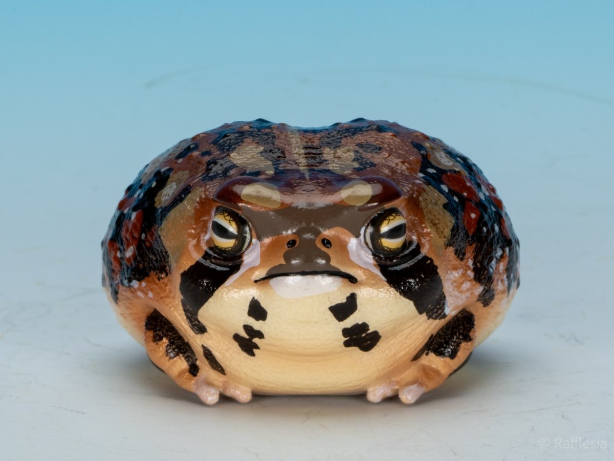 画像8: アメフクラガエル (8)