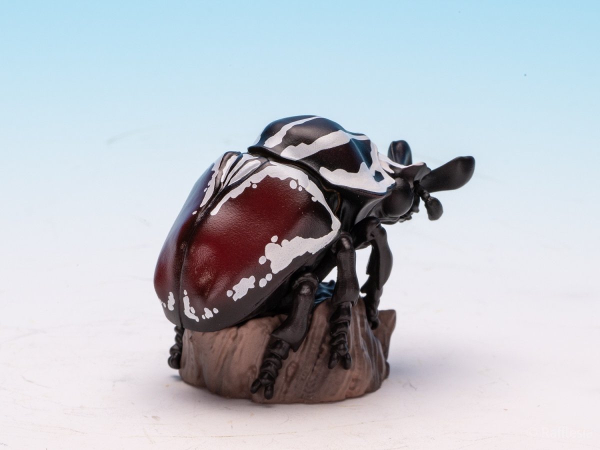 画像7: ゴライアスオオツノハナムグリ【動画あり】 (7)