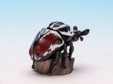 画像7: ゴライアスオオツノハナムグリ (7)