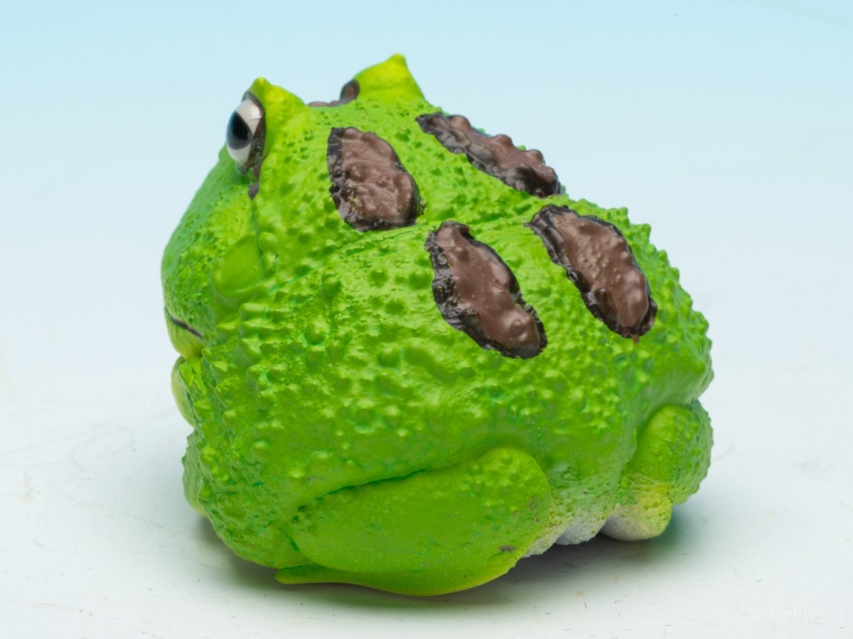 画像6: クラウンウェルツノガエル（宇治抹茶） (6)