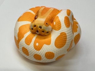 ヘビ - アジアアロワナ専門店ラフレシア