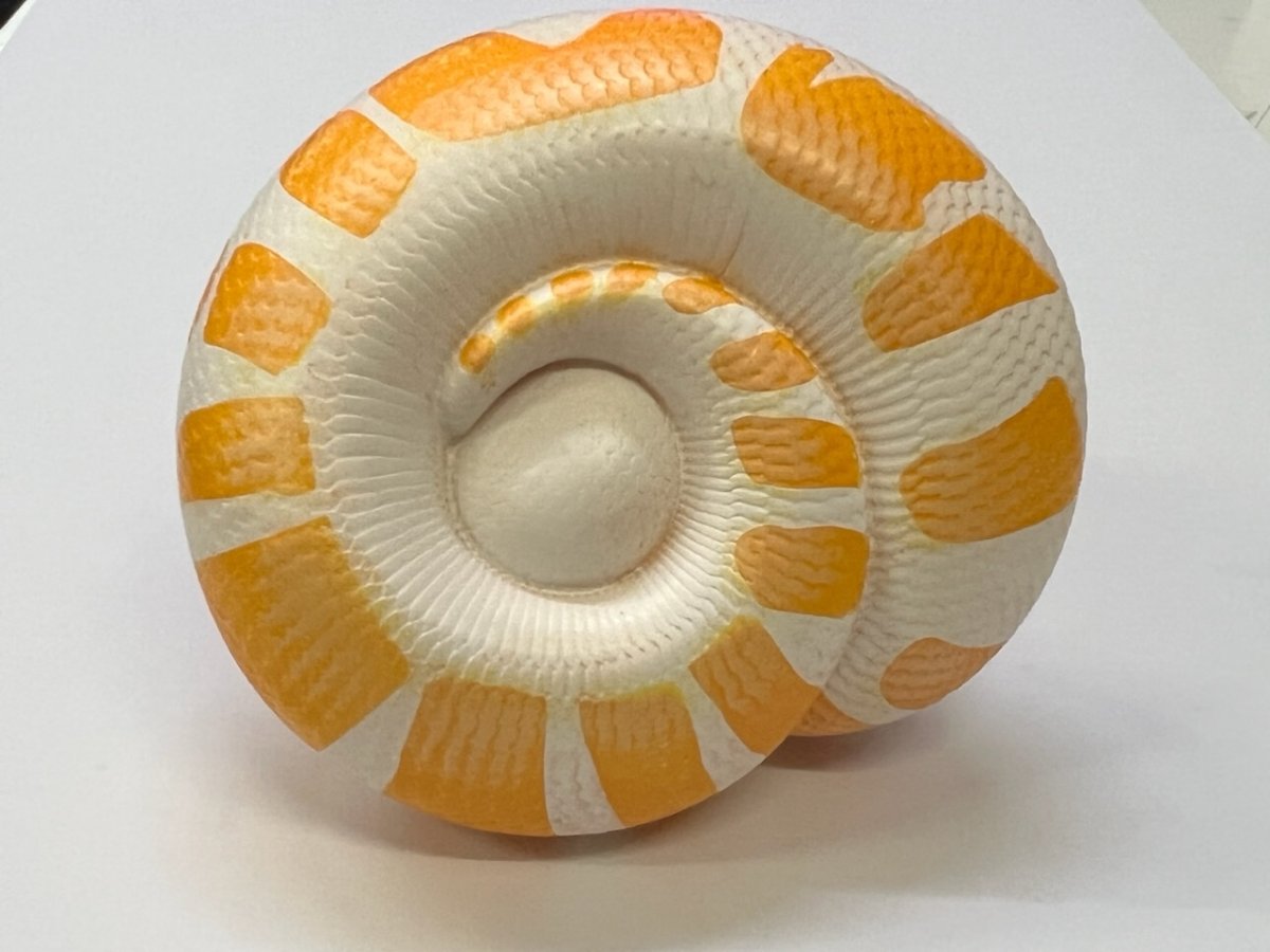 画像3: ボールニシキヘビ（ラベンダー白化） (3)