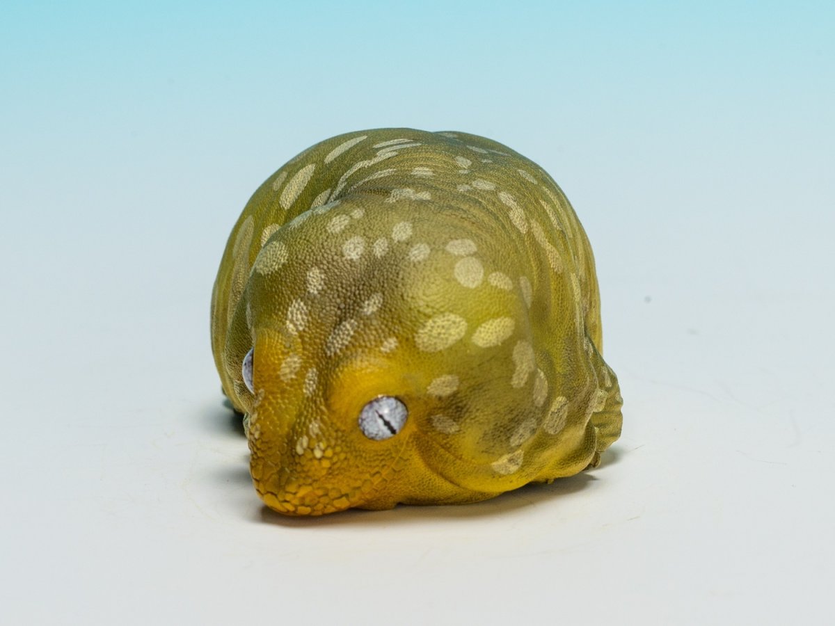 画像6: ツギオミカドヤモリ（パイン） (6)