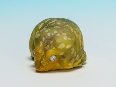 画像6: ツギオミカドヤモリ（パイン） (6)