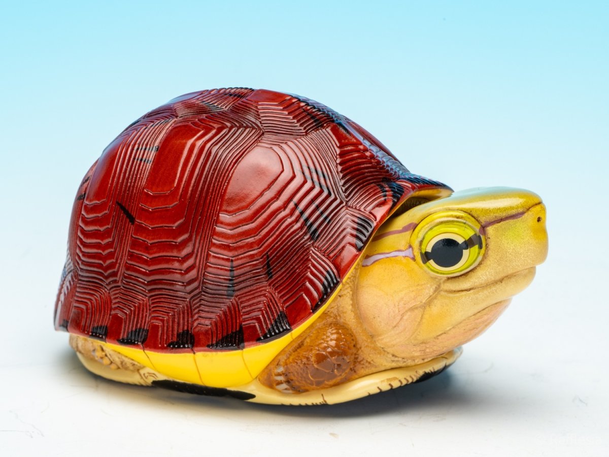 画像9: マコードハコガメ (9)