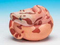 画像9: コロンビアボアコンストリクター (9)