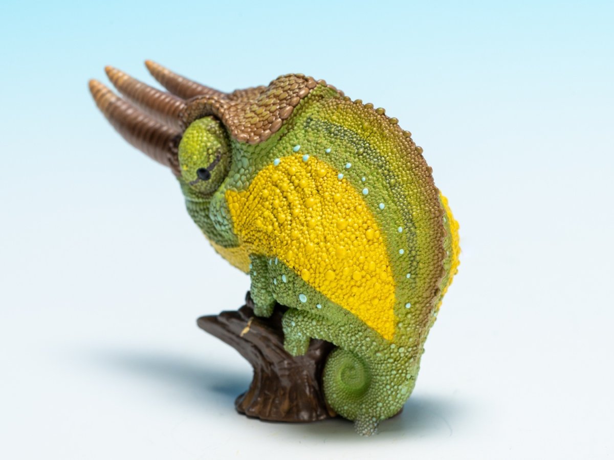 画像6: ジャクソンカメレオン (6)