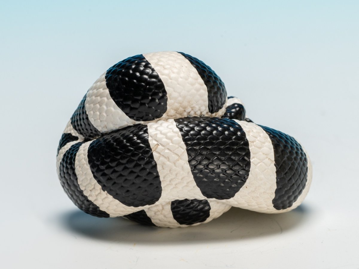 画像4: カリフォルニアキングヘビ（白黒） (4)