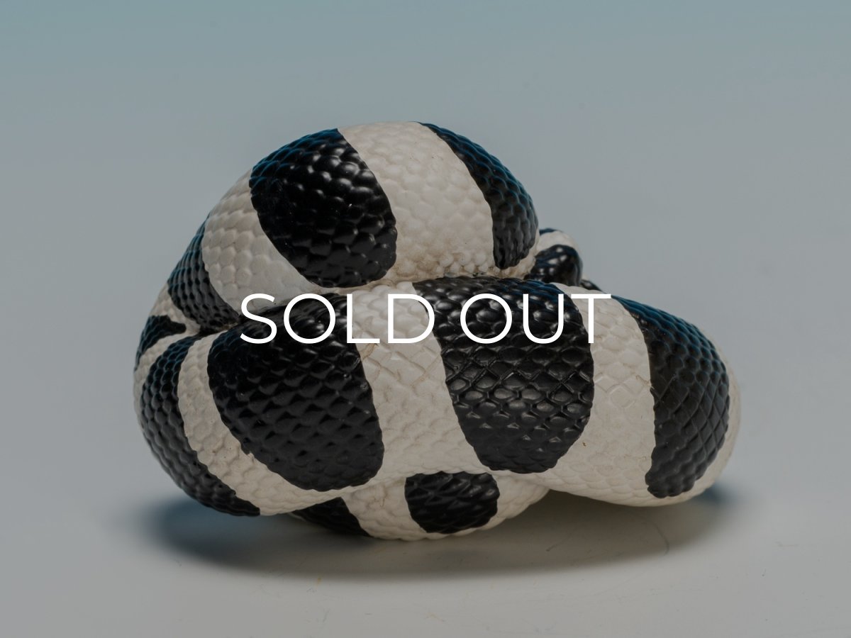 画像4: カリフォルニアキングヘビ（白黒） (4)