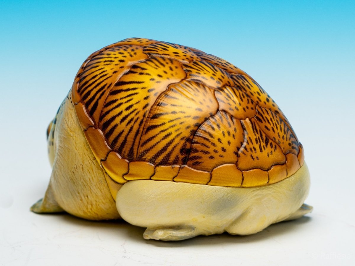 画像6: ハラガケガメ (6)