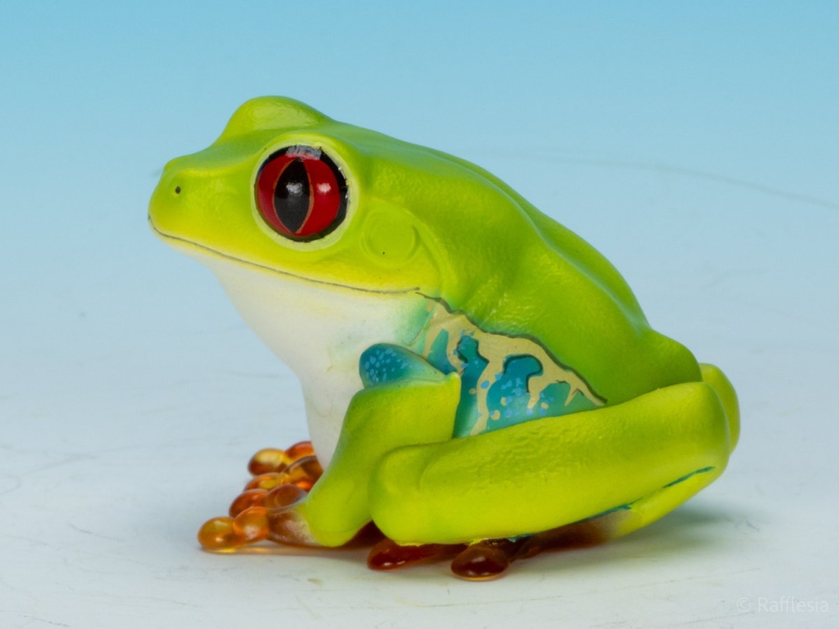 画像7: アカメアマガエル (7)