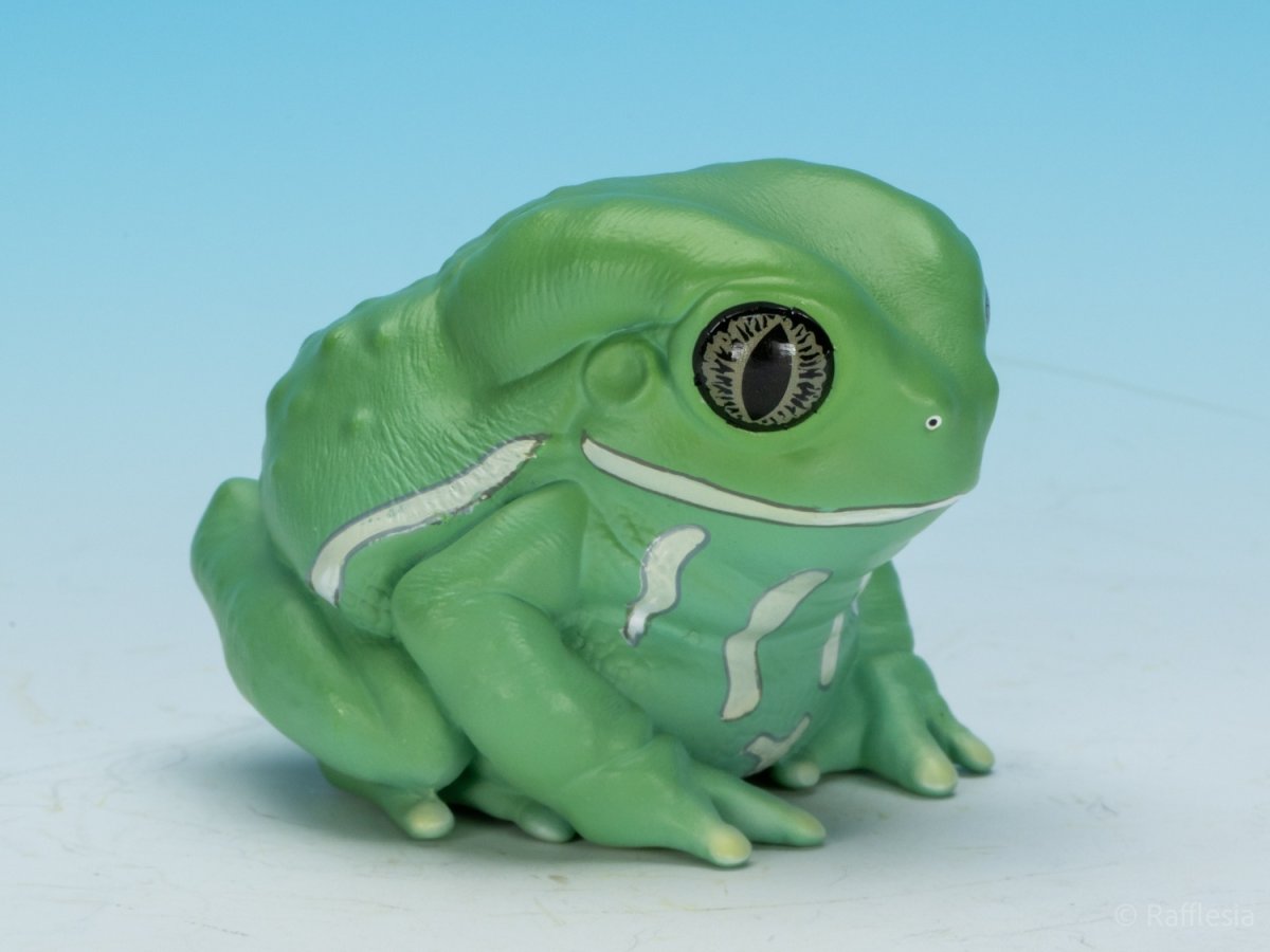 画像9: ソバージュネコメガエル (9)