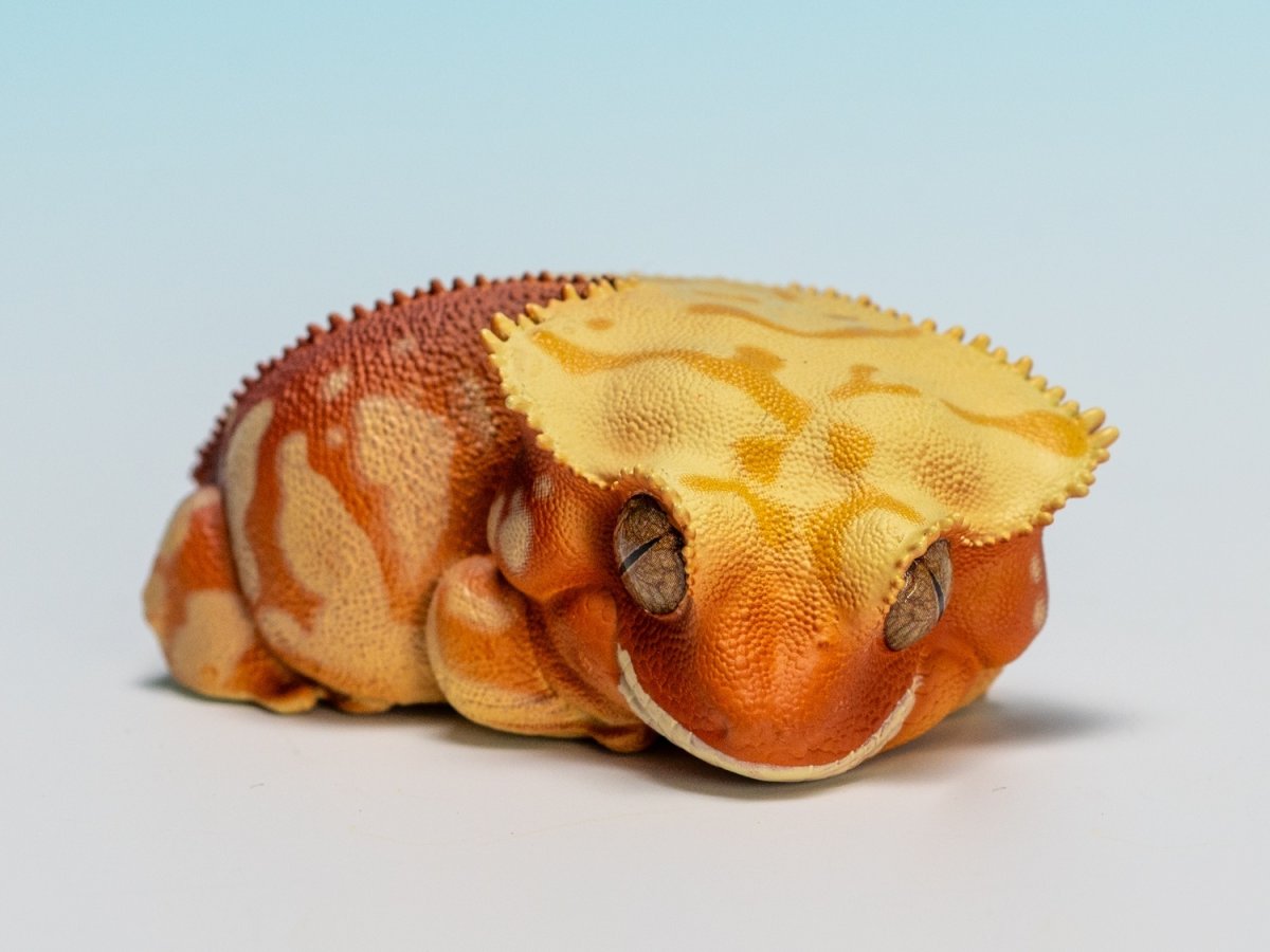 画像2: オウカンミカドヤモリ（赤地クリーム） (2)