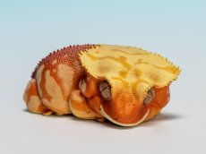 画像2: オウカンミカドヤモリ（赤地クリーム） (2)