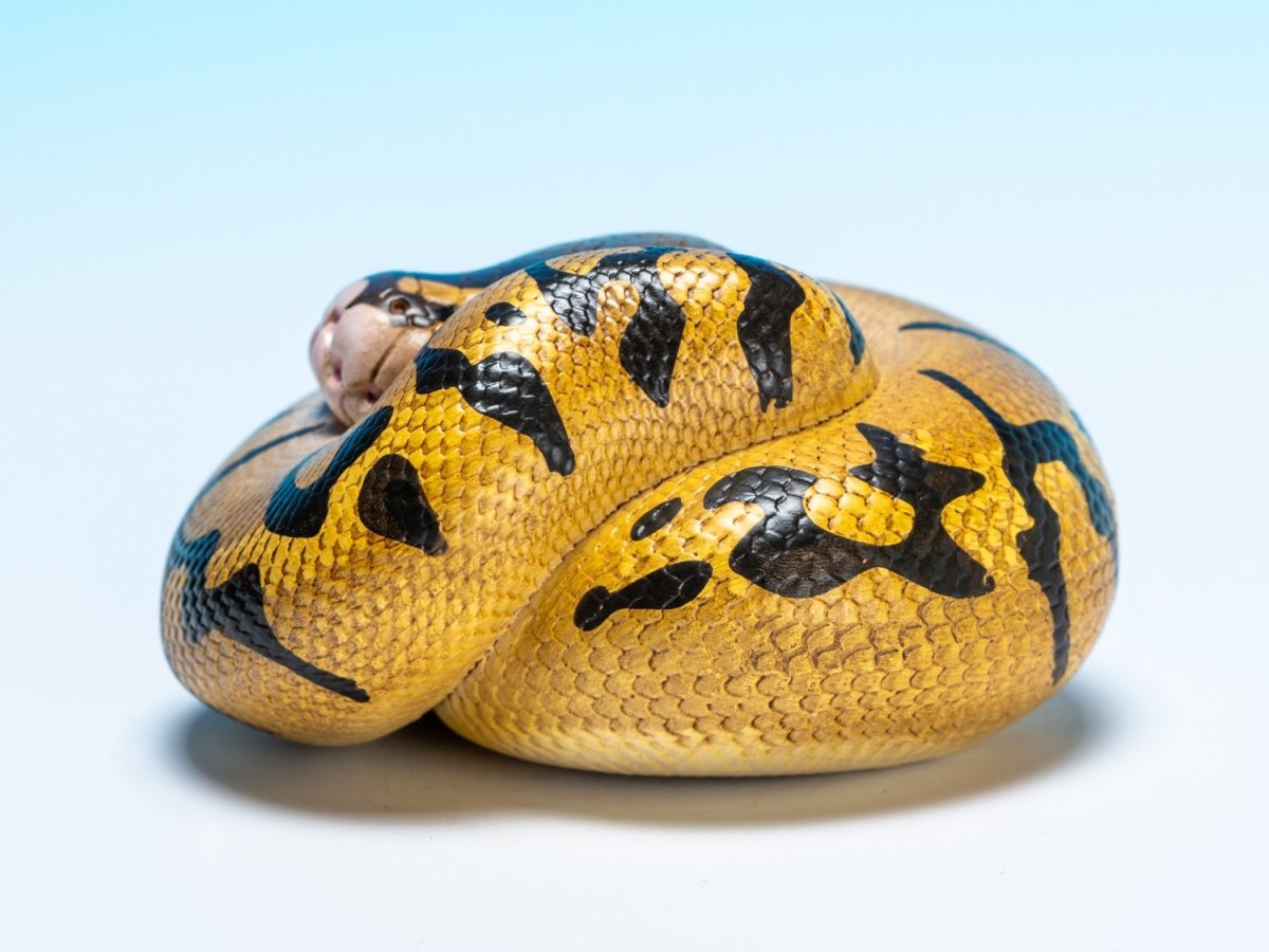 画像4: ボールニシキヘビ（エンチ）【動画あり】 (4)