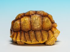 画像3: ケヅメガメ（オス） (3)