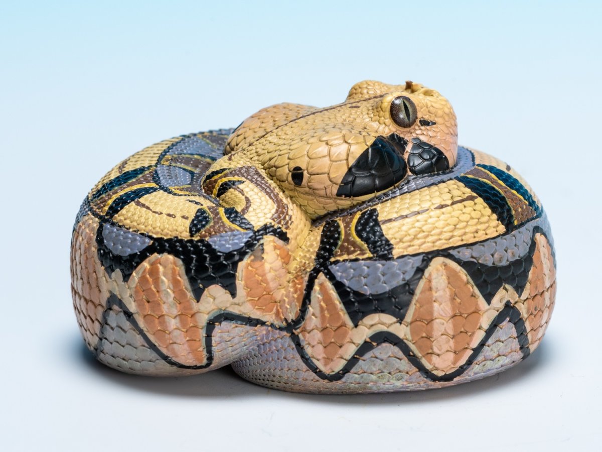 画像3: ガボンアダー (3)