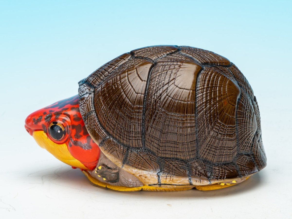 画像4: ホオアカドロガメ (4)