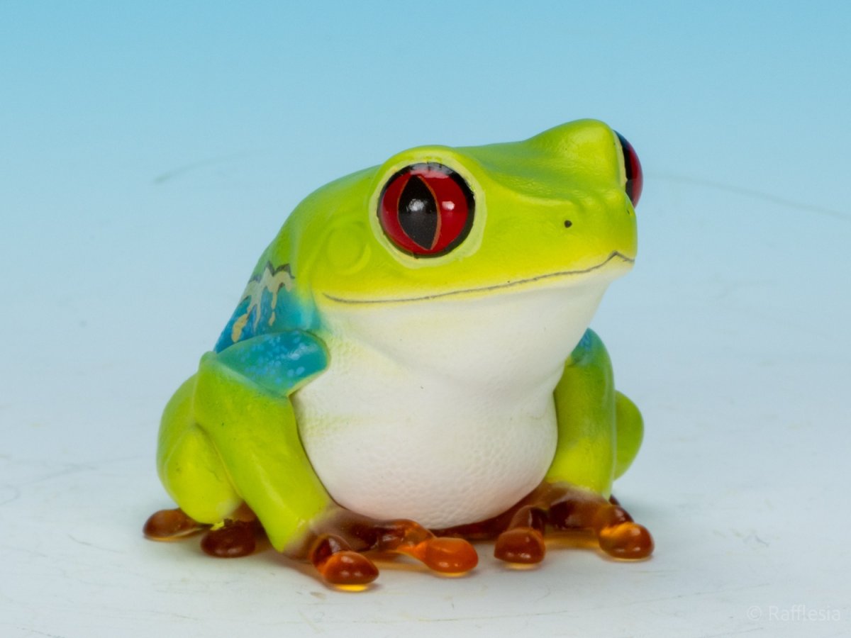 画像1: アカメアマガエル (1)