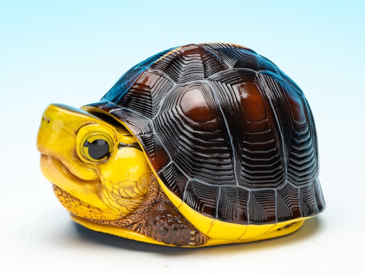 画像3: チュウゴクセマルハコガメ（台湾型） (3)