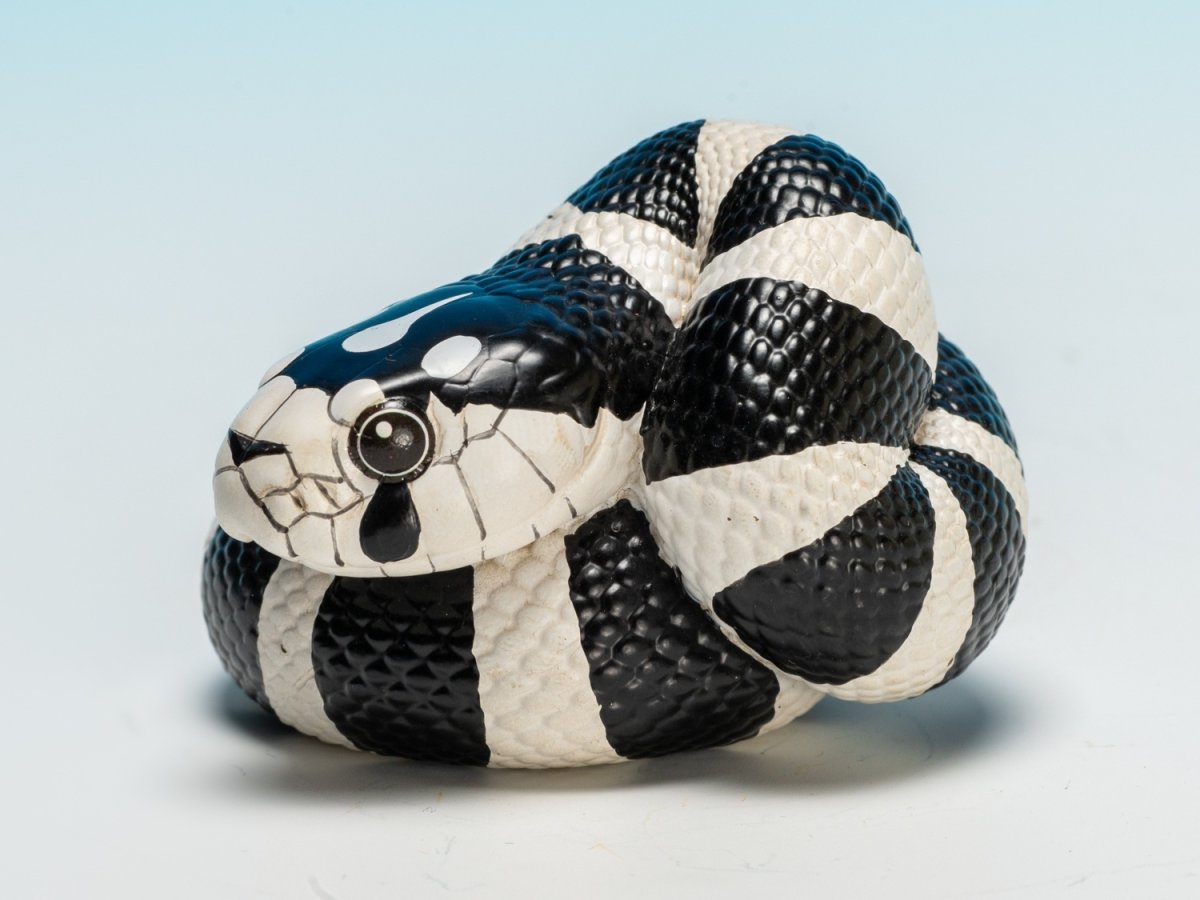 画像6: カリフォルニアキングヘビ（白黒） (6)