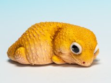 画像1: ヒョウモントカゲモドキ（蜜柑） (1)