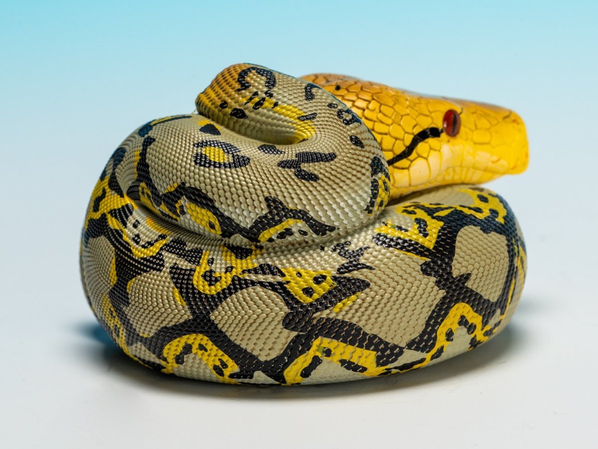 画像3: アミメニシキヘビ (3)