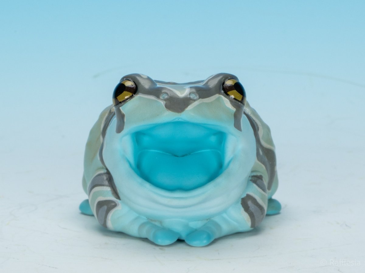 画像10: ジュウジメドクアマガエル (10)