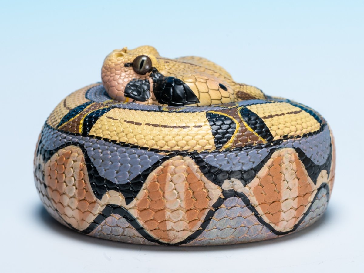 画像6: ガボンアダー (6)