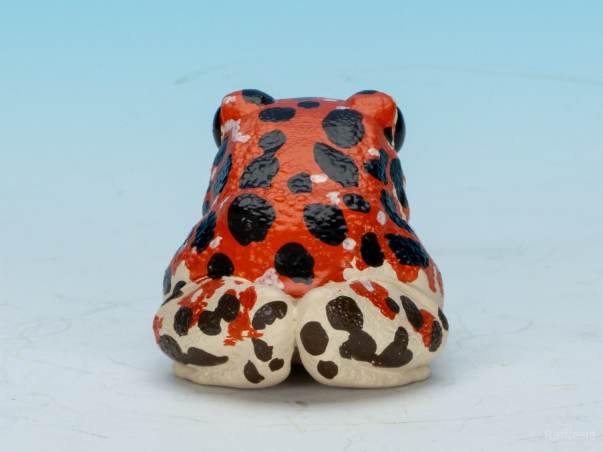 画像4: イチゴヤドクガエル (4)