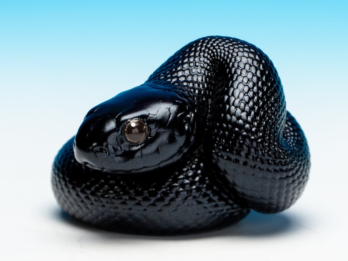 画像5: メキシカンブラックキングスネーク (5)