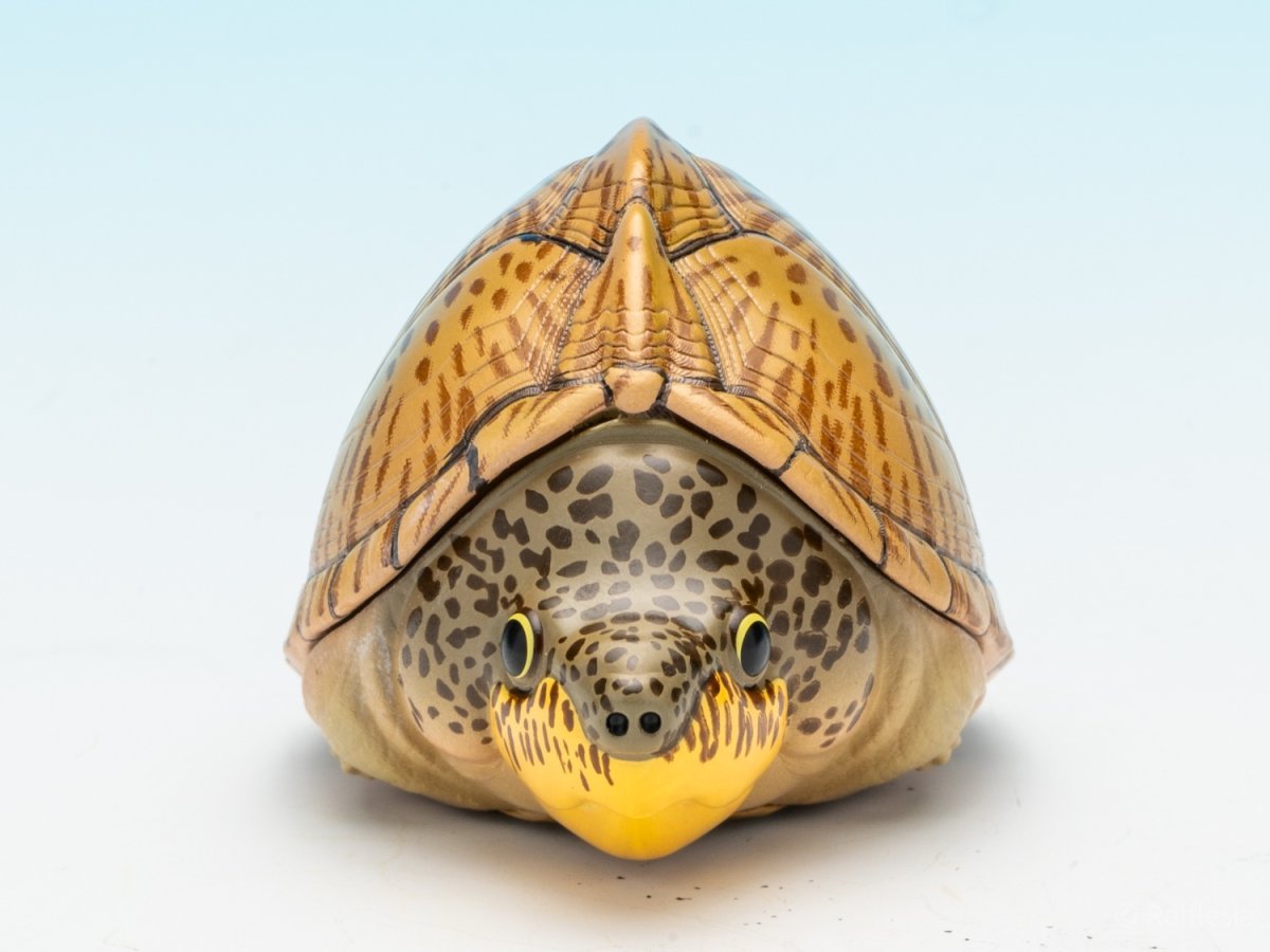 画像3: カブトニオイガメ (3)