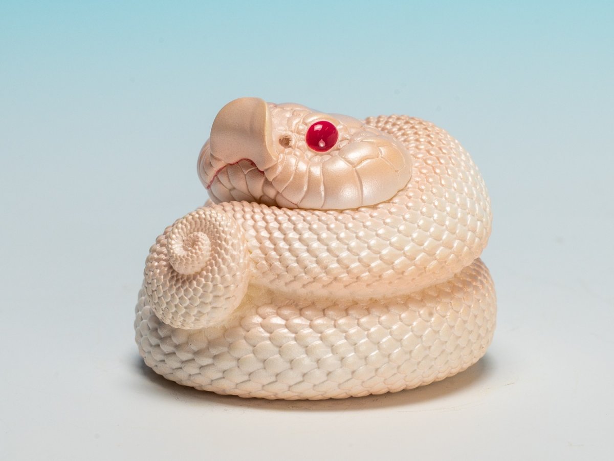 画像9: シシバナヘビ（スーパーホワイトカンダ） (9)