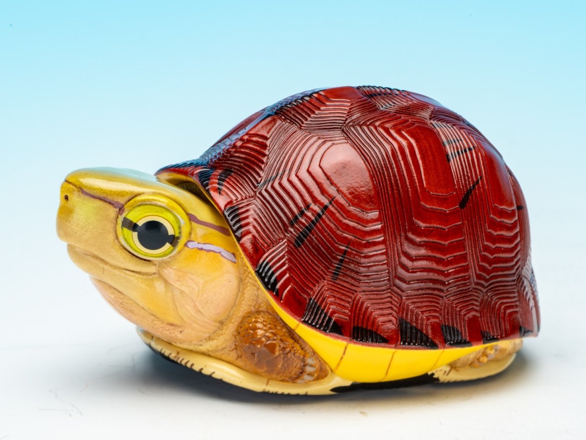 画像3: マコードハコガメ (3)