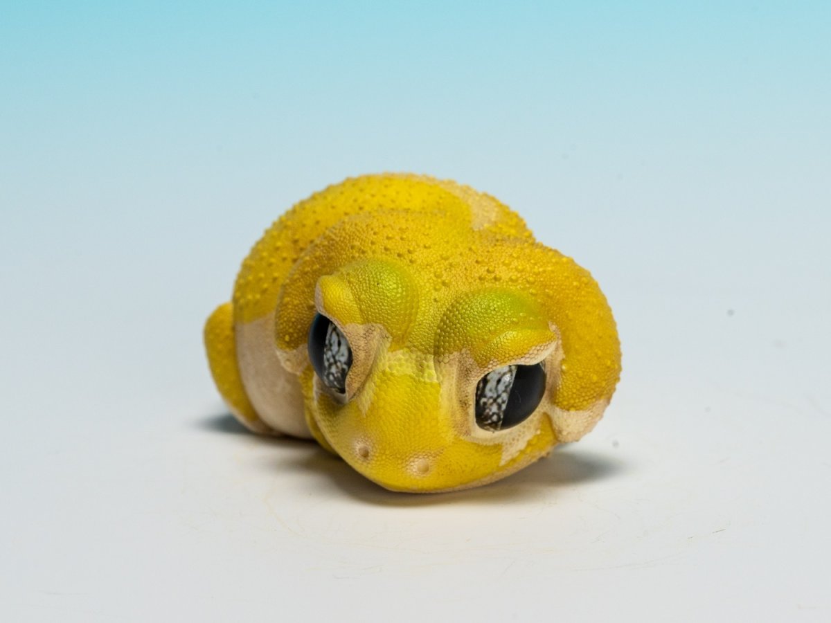 画像5: タマオヤモリ（無地） (5)