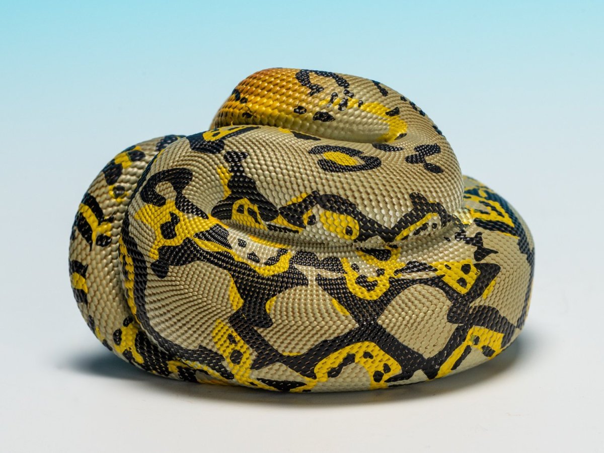 画像4: アミメニシキヘビ (4)