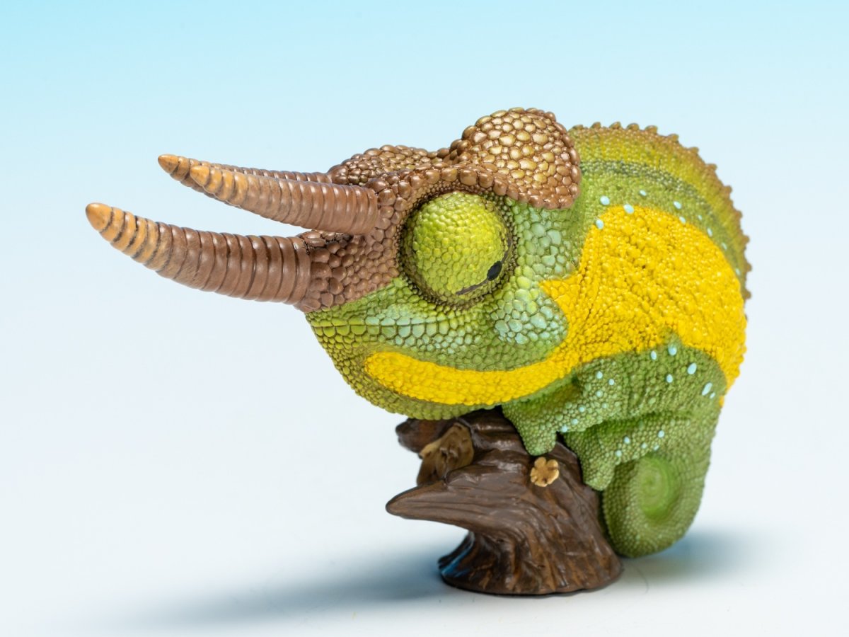 画像8: ジャクソンカメレオン (8)