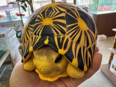 画像10: ホウシャガメ　PLUS (10)