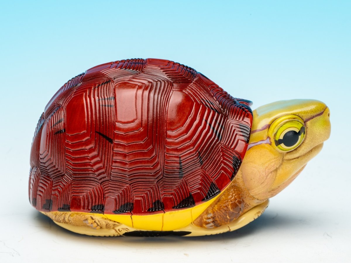 画像8: マコードハコガメ (8)