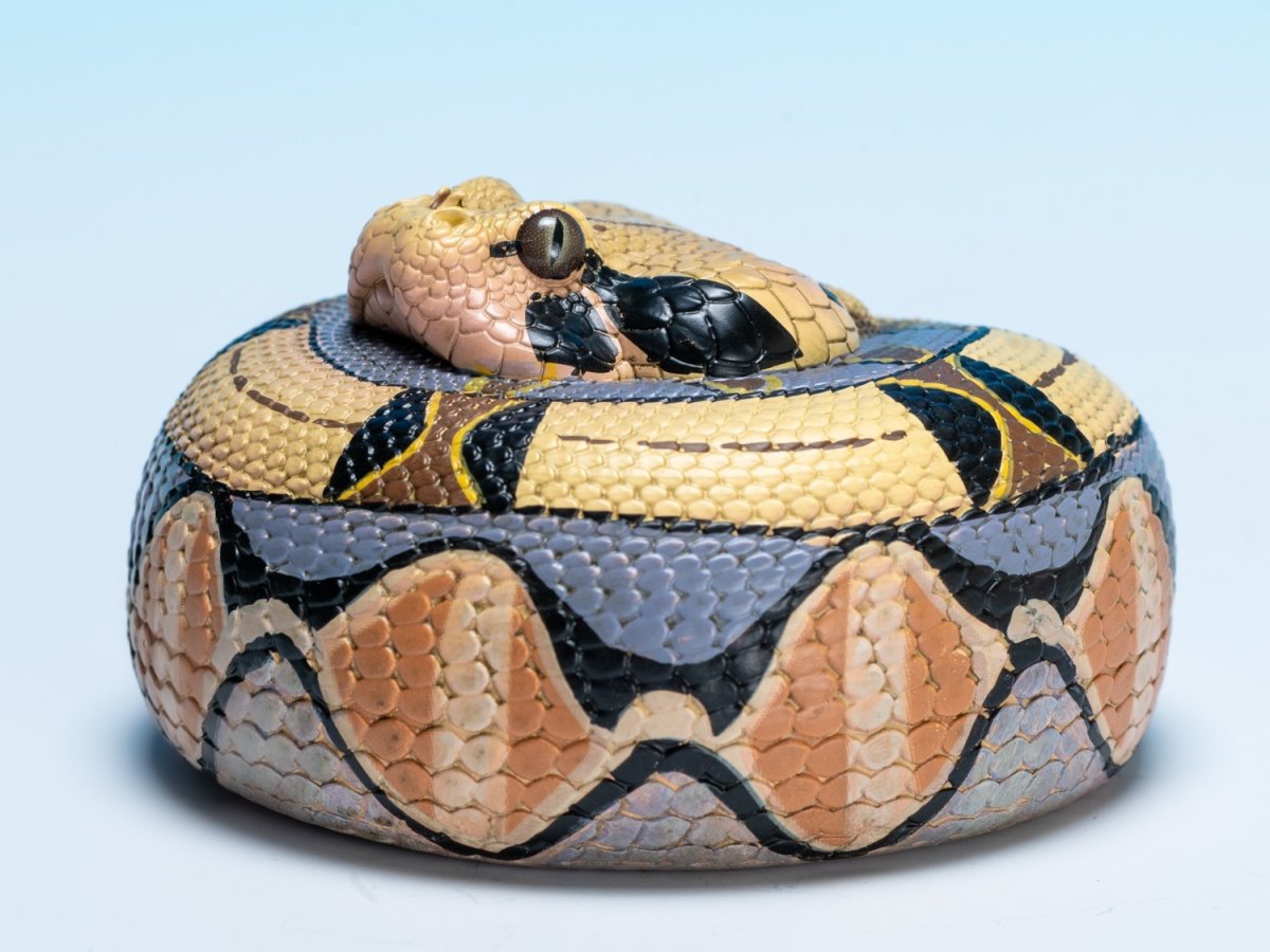 画像7: ガボンアダー (7)