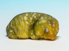 画像1: ツギオミカドヤモリ（パイン） (1)