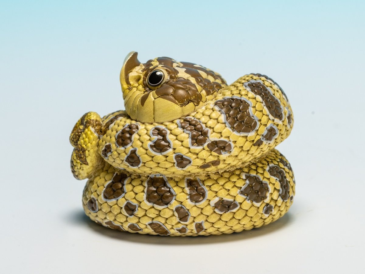 画像7: セイブシシバナヘビ（オリジナル） (7)